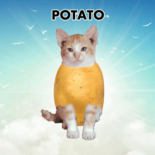 A cat with a potato as body